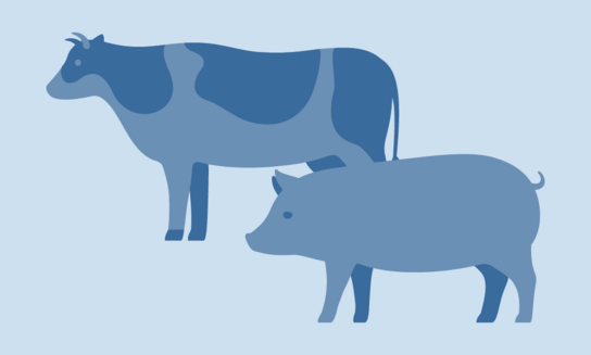 cow and pig